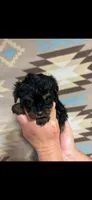 Tina, a female Yorkipoo for sale in Mary Esther, FL – 1 of 2