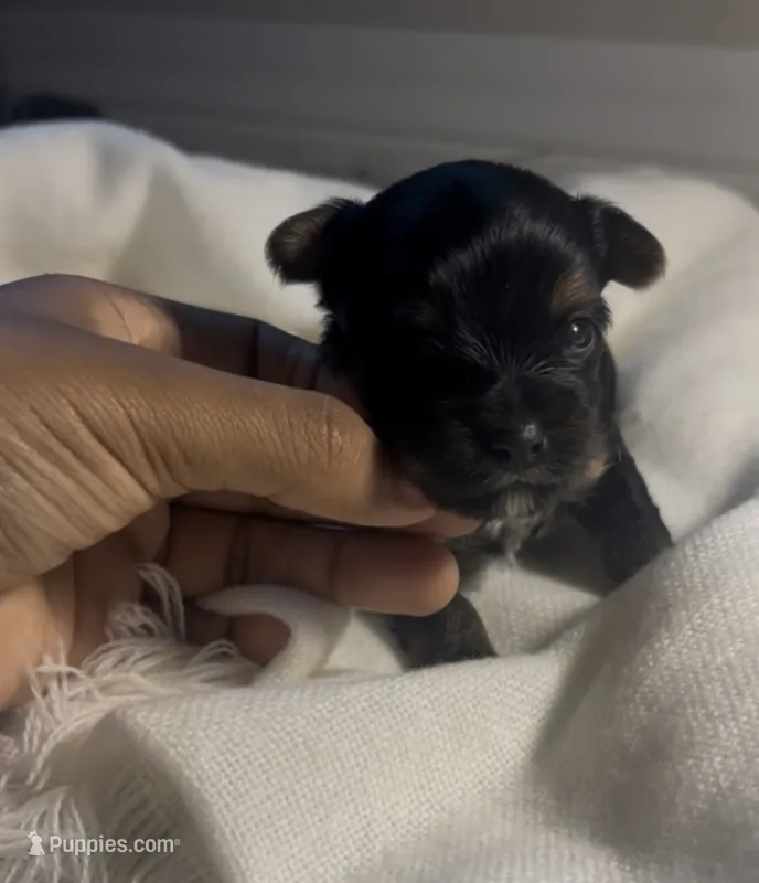 True – Yorkshire Terrier puppy for sale in Fort Walton Beach, FL
