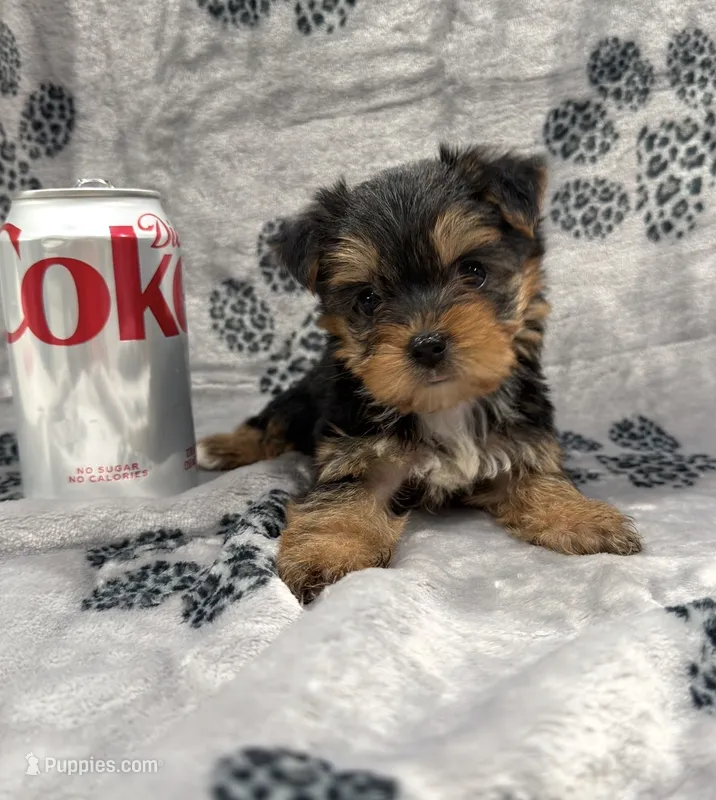 TEACUP Bree – Yorkshire Terrier puppy for sale in Panama City Beach, FL