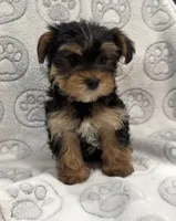 Tucker, a male Yorkshire Terrier for sale in Pensacola, FL – 4 of 7