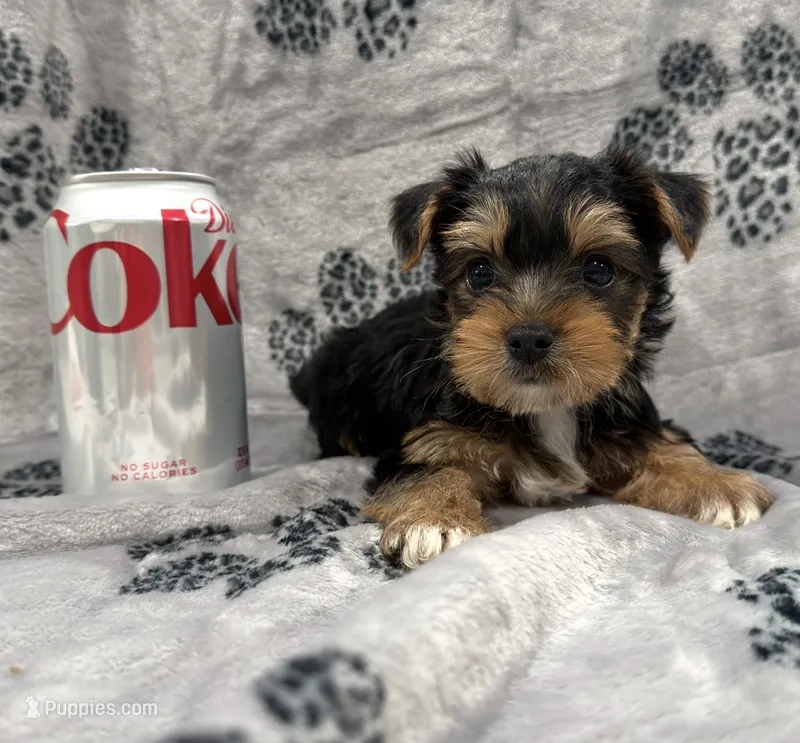 Duke UNDER5lbs – Yorkshire Terrier puppy for sale in Panama City Beach, FL