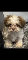 Shia, a female Shihpoo for sale in Mary Esther, FL – 1 of 1