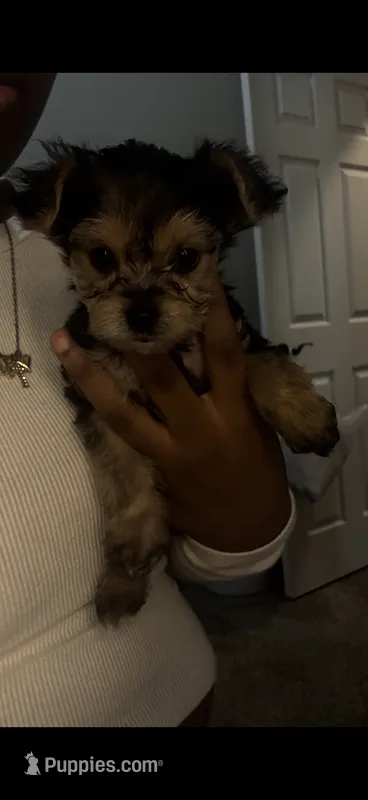 Dior – Yorkshire Terrier puppy for sale in Fort Walton Beach, FL