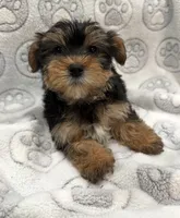 Tucker, a male Yorkshire Terrier for sale in Pensacola, FL – 6 of 7