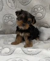 Dex, a female Yorkshire Terrier for sale in Destin, FL – 3 of 3