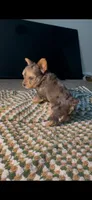 Mya , a female Yorkshire Terrier for sale in Fort Walton Beach, FL – 2 of 2