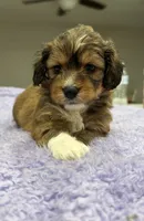 Ziri, a female Yorkipoo for sale in Fort Walton Beach, FL – 2 of 5