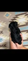 Yara, a female Yorkipoo for sale in Mary Esther, FL – 2 of 2