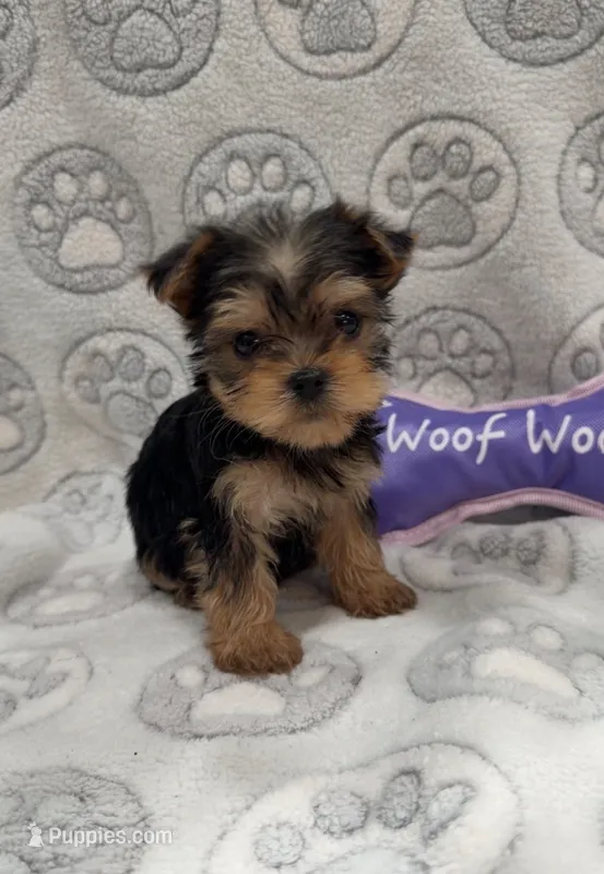 Lani – Yorkshire Terrier puppy for sale in Destin, FL