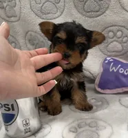 Lola, a male Yorkshire Terrier for sale in Destin, FL – 3 of 4