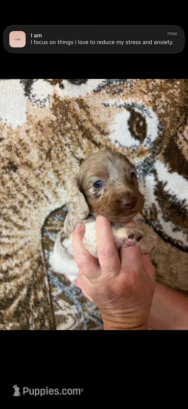 Finn – Miniature Dachshund puppy on hold in Mary Esther, FL
