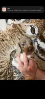 Finn, a male Miniature Dachshund for sale in Mary Esther, FL – 1 of 2