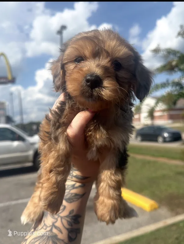 Cali – Yorkipoo puppy for sale in Mary Esther, FL