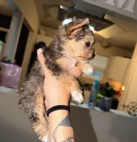 Nyla, a female Yorkshire Terrier for sale in Pensacola, FL – 2 of 3