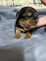 Ace , a male Yorkshire Terrier for sale in Niceville, FL – 2 of 2
