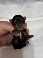 Molly teacup , a female Yorkshire Terrier for sale in Niceville, FL – 1 of 1