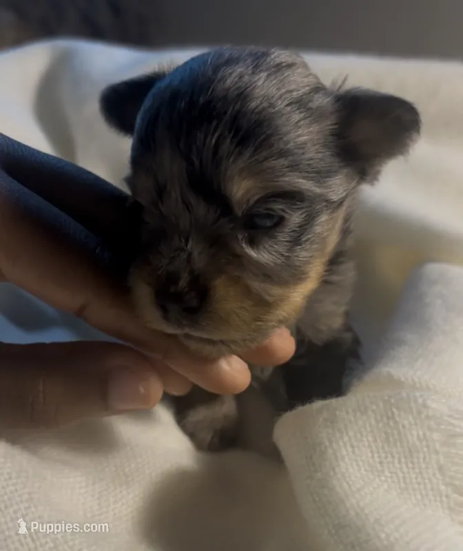 Draco – Yorkshire Terrier puppy for sale in Fort Walton Beach, FL