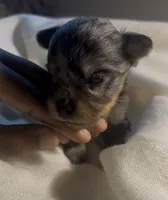 Draco, a male Yorkshire Terrier for sale in Fort Walton Beach, FL – 1 of 3