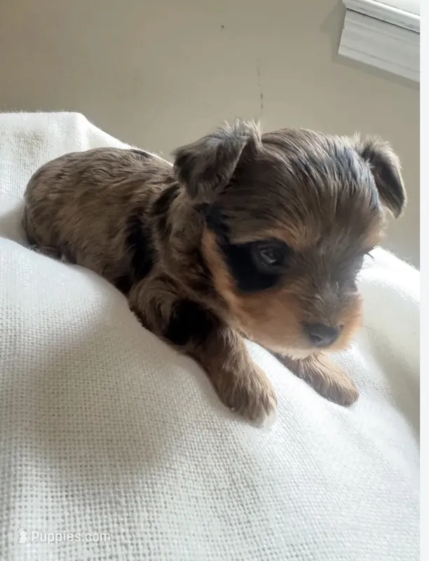 Draco – Yorkshire Terrier puppy for sale in Pensacola, FL