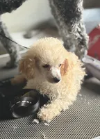  Lilly, a female Poodle - Toy  for sale in Mary Esther, FL – 3 of 4