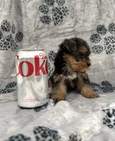 TEACUP Bree, a female Yorkshire Terrier for sale in Panama City Beach, FL – 2 of 4