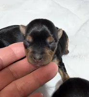 Nala teacup , a female Yorkshire Terrier for sale in Niceville, FL – 1 of 1