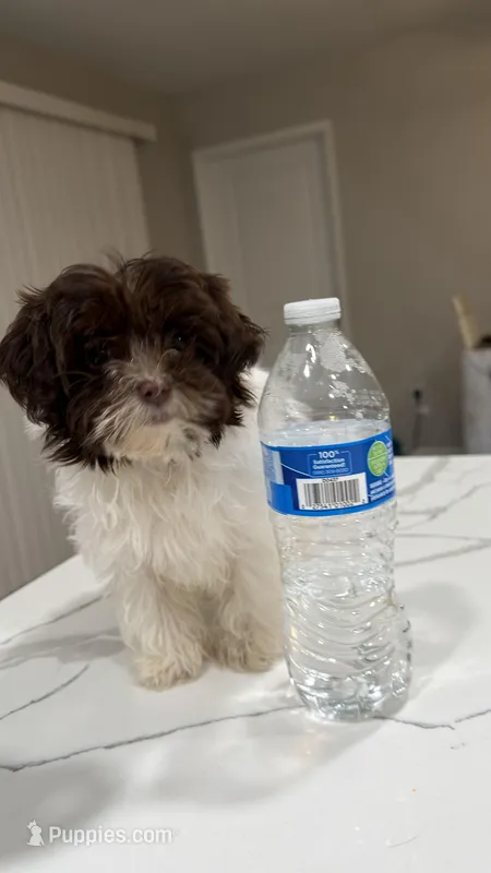 Angel – Yorkipoo puppy for sale in Fort Walton Beach, FL