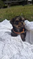 Lexi (orange), a female Yorkshire Terrier for sale in Fort Walton Beach, FL – Photo 5 of 5