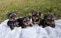Lexi (orange), a female Yorkshire Terrier for sale in Fort Walton Beach, FL – Photo 4 of 5
