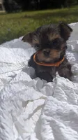 Lexi (orange), a female Yorkshire Terrier for sale in Fort Walton Beach, FL – Photo 2 of 5