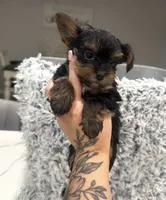 True, a male Yorkshire Terrier for sale in Mary Esther, FL – 1 of 6