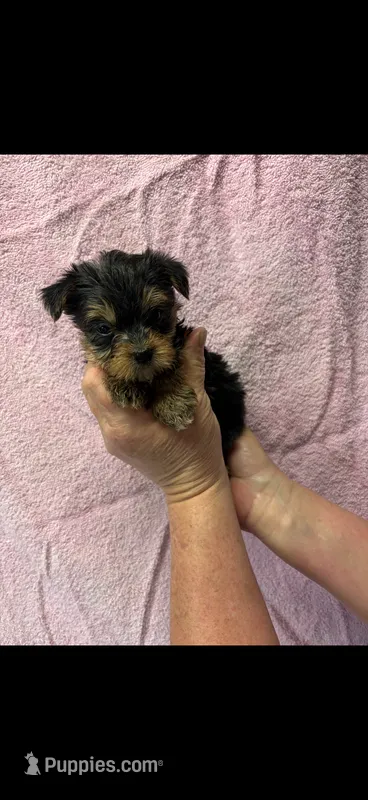 Coco – Yorkshire Terrier puppy for sale in Mary Esther, FL