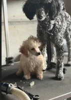  Lilly, a female Poodle - Toy  for sale in Mary Esther, FL – 4 of 4