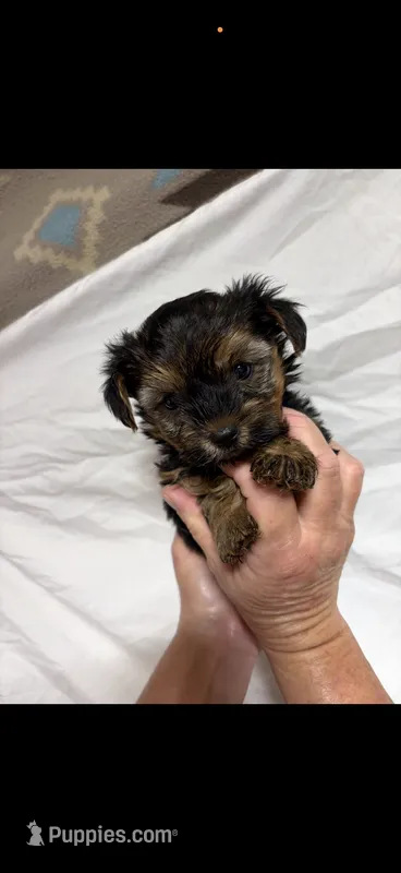 Gia – Yorkshire Terrier puppy for sale in Fort Walton Beach, FL