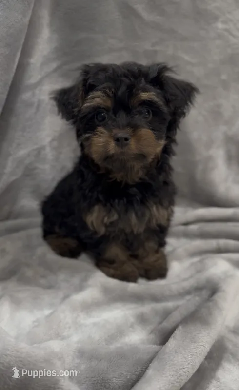 Chanel – Yorkipoo puppy for sale in Niceville, FL