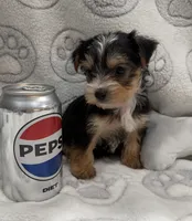 Max, a male Yorkshire Terrier for sale in Destin, FL – 2 of 3