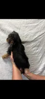 Lilly, a female Yorkshire Terrier for sale in Fort Walton Beach, FL – 2 of 2