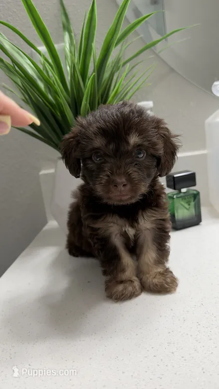 Luca – Morkie puppy for sale in Fort Walton Beach, FL