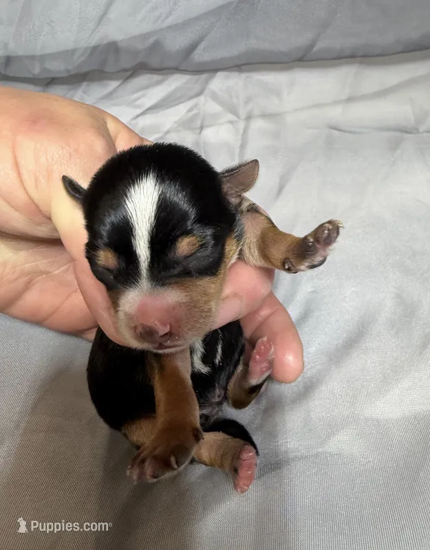 Axel – Yorkshire Terrier puppy for sale in Niceville, FL