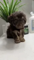 Luca, a male Morkie for sale in Fort Walton Beach, FL – 3 of 4