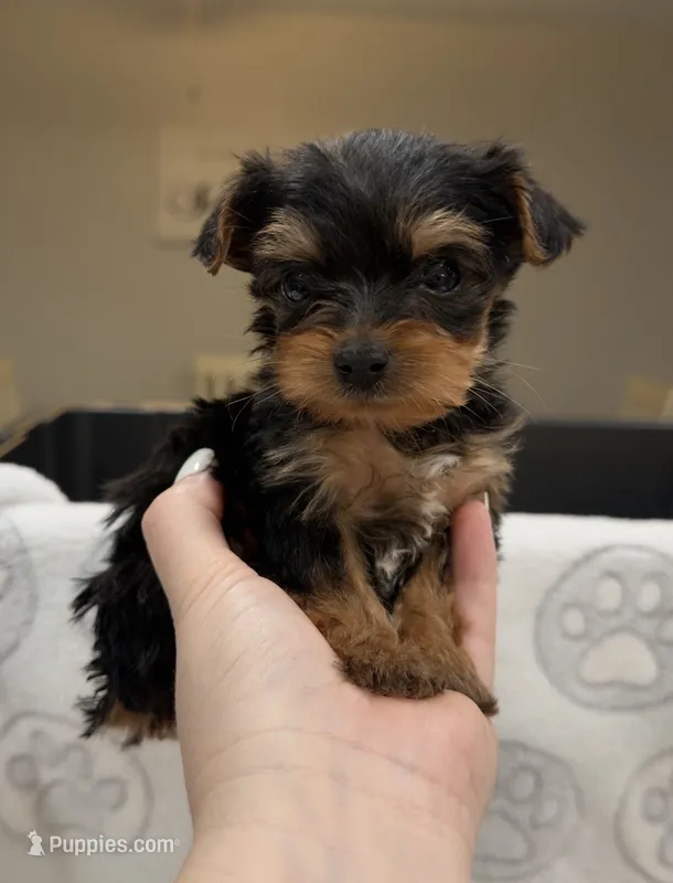 Gia – Yorkshire Terrier puppy for sale in Destin, FL