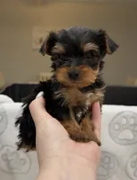 Gia, a female Yorkshire Terrier for sale in Destin, FL – 1 of 4