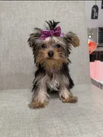 Callie (purple), a female Yorkshire Terrier for sale in Pensacola, FL – 2 of 9