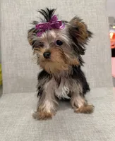 Callie (purple), a female Yorkshire Terrier for sale in Pensacola, FL – 3 of 9