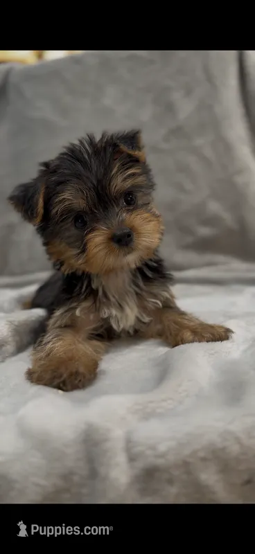 TEACUP Bree – Yorkshire Terrier puppy on hold in Niceville, FL