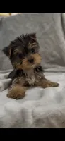 TEACUP Bree, a female Yorkshire Terrier for sale in Niceville, FL – 1 of 4