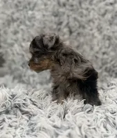 Draco, a male Yorkshire Terrier for sale in Mary Esther, FL – 2 of 4