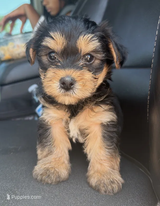 Tucker – Yorkshire Terrier puppy for sale in Fort Walton Beach, FL