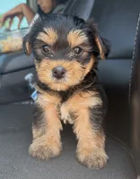 Tucker, a male Yorkshire Terrier for sale in Fort Walton Beach, FL – 1 of 1
