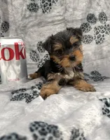 TEACUP Bree, a female Yorkshire Terrier for sale in Panama City Beach, FL – 4 of 4